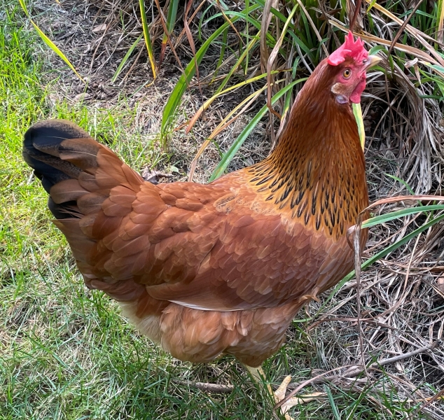 image of a chicken