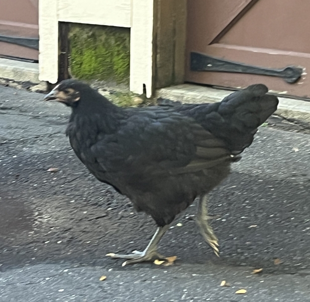 image of a chicken