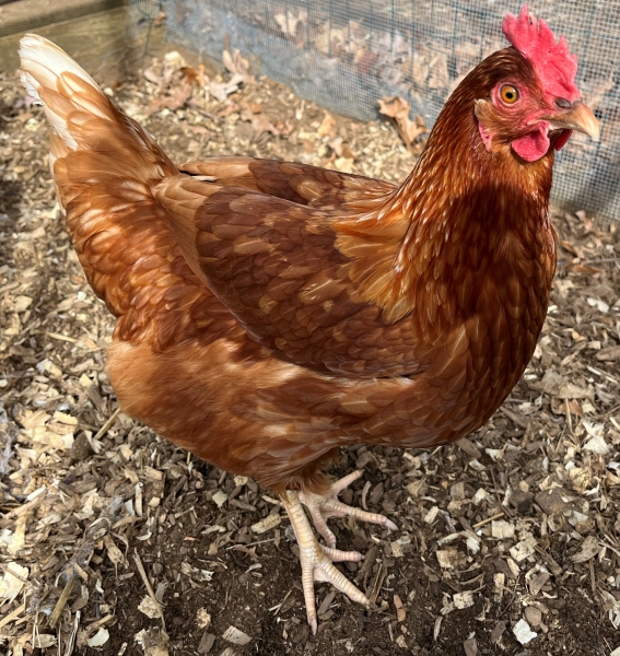 image of a chicken