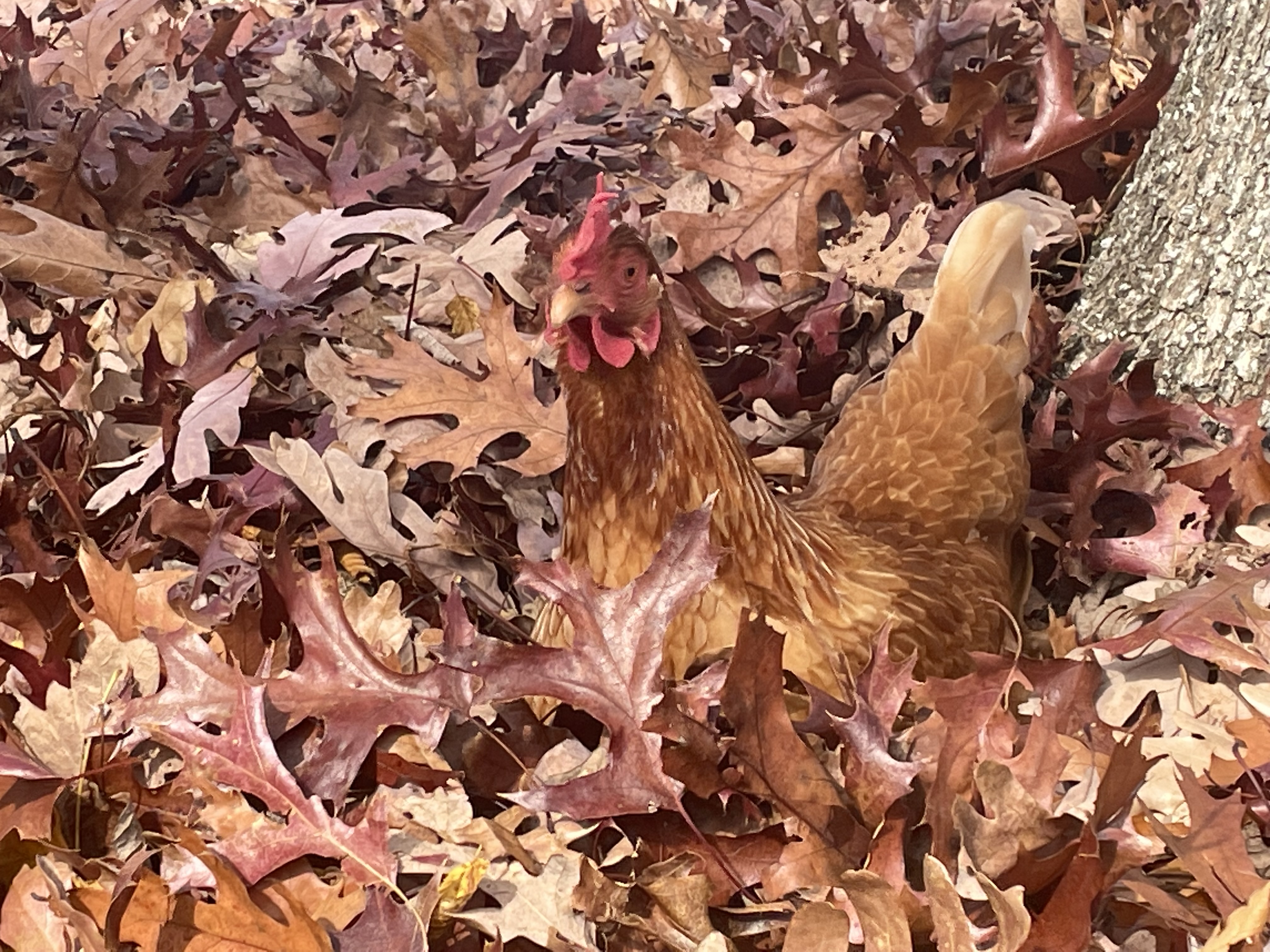 image of a chicken